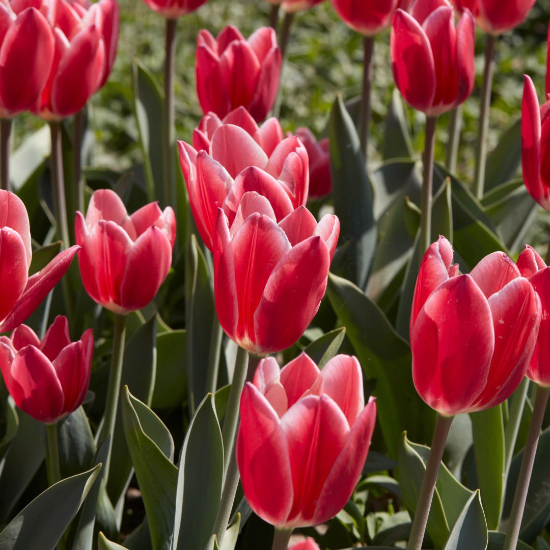Tulip 'Candy Apple Delight'