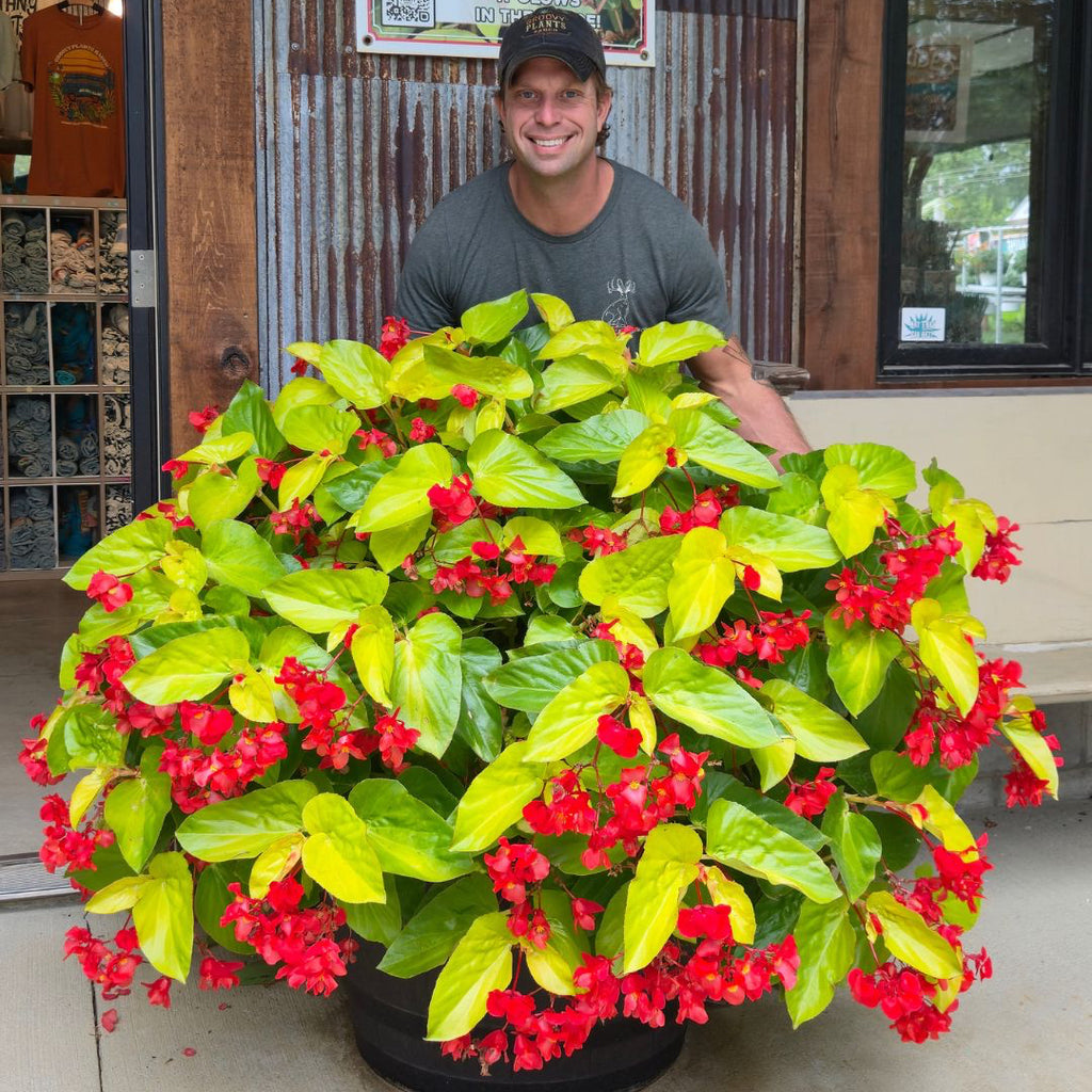 'Canary Wings' Begonia ~ Trio of 3 Hefty Plants for Preorder