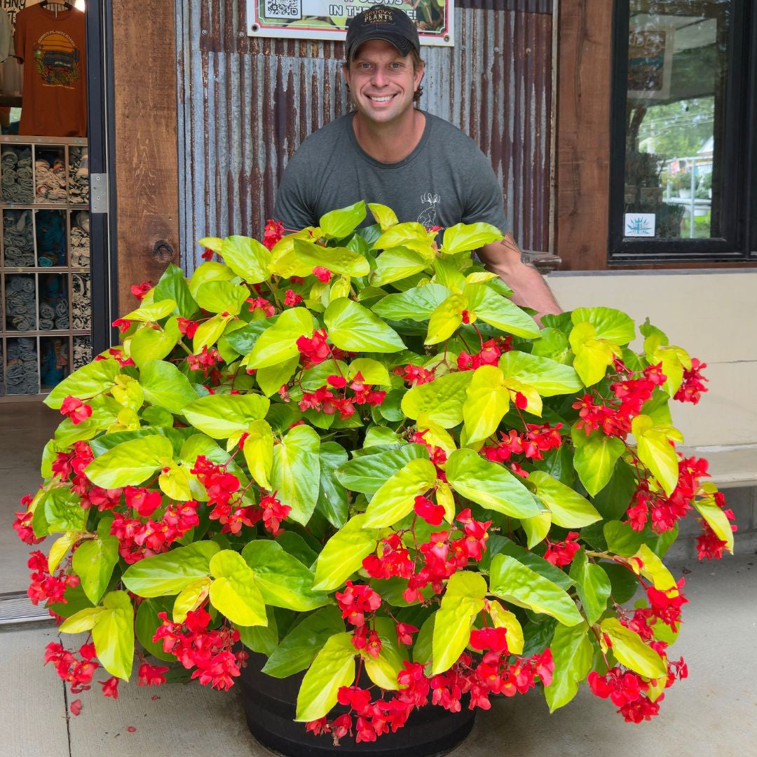 'Canary Wings' Begonia ~ Trio of 3 Hefty Plants for Preorder