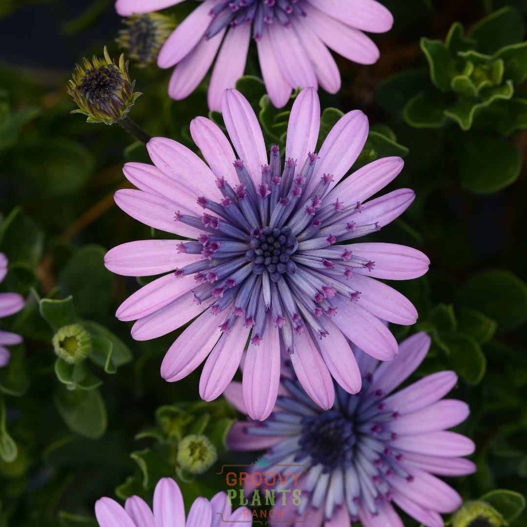 African Daisy 'Pink Ice' ~ Trio of 3 Hefty Plants for Preorder