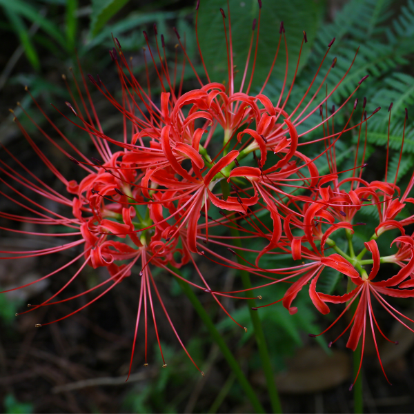 Red Spider Lily - 3 Bulbs