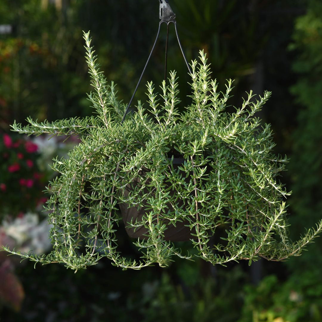 Rosemary 'Blue Cascade'