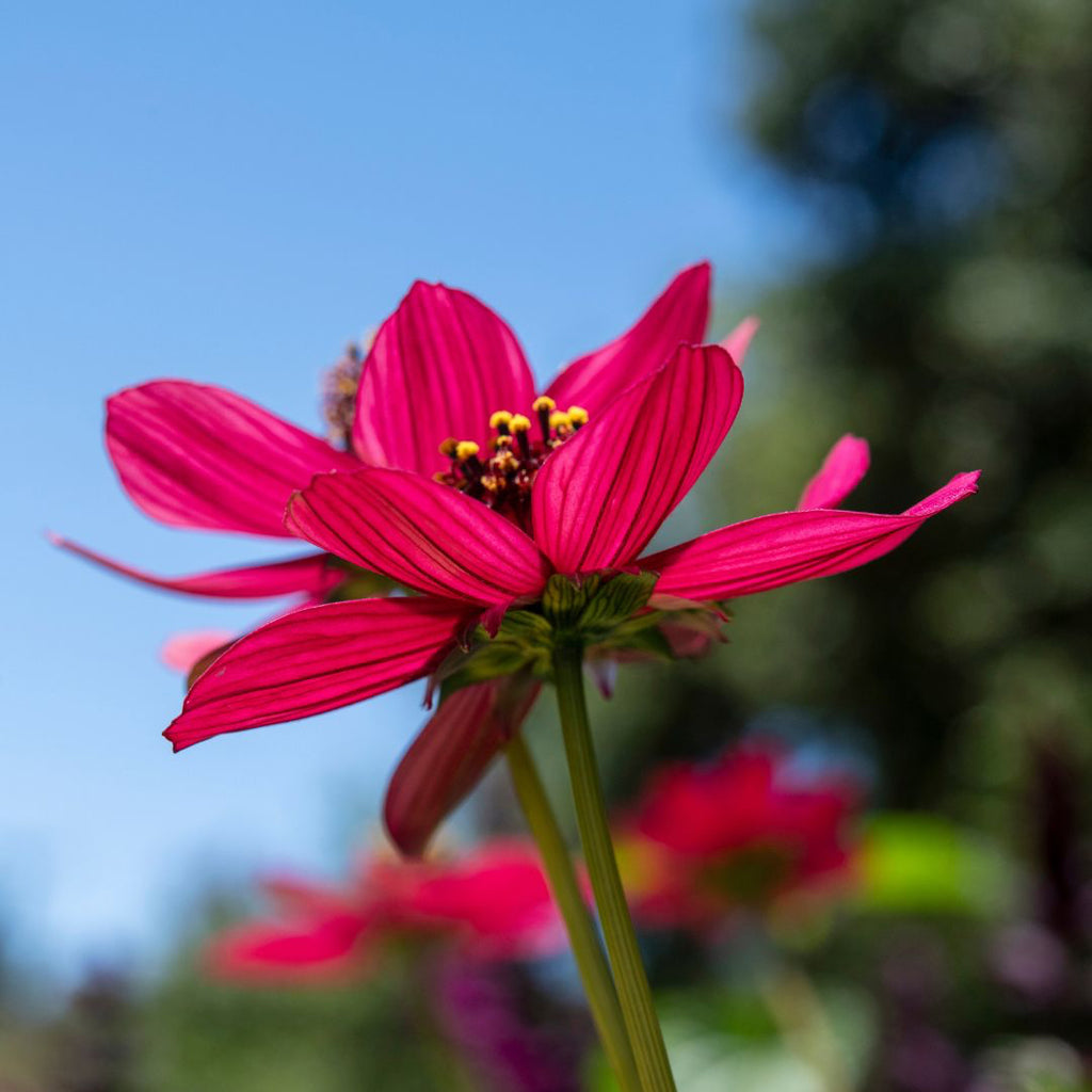 Cosmos 'Cherry Chocolate' ~ Trio of 3 Hefty Plants for Preorder