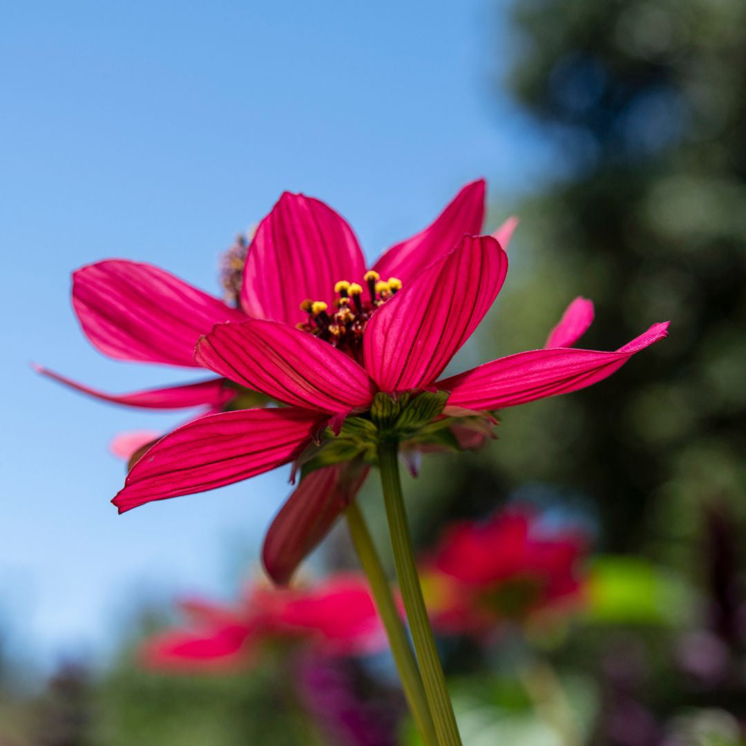 Cosmos 'Cherry Chocolate' ~ Trio of 3 Hefty Plants for Preorder