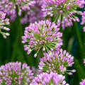 Allium 'Millenium'