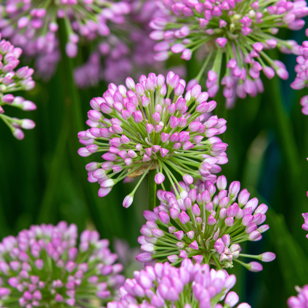 Allium 'Millenium'