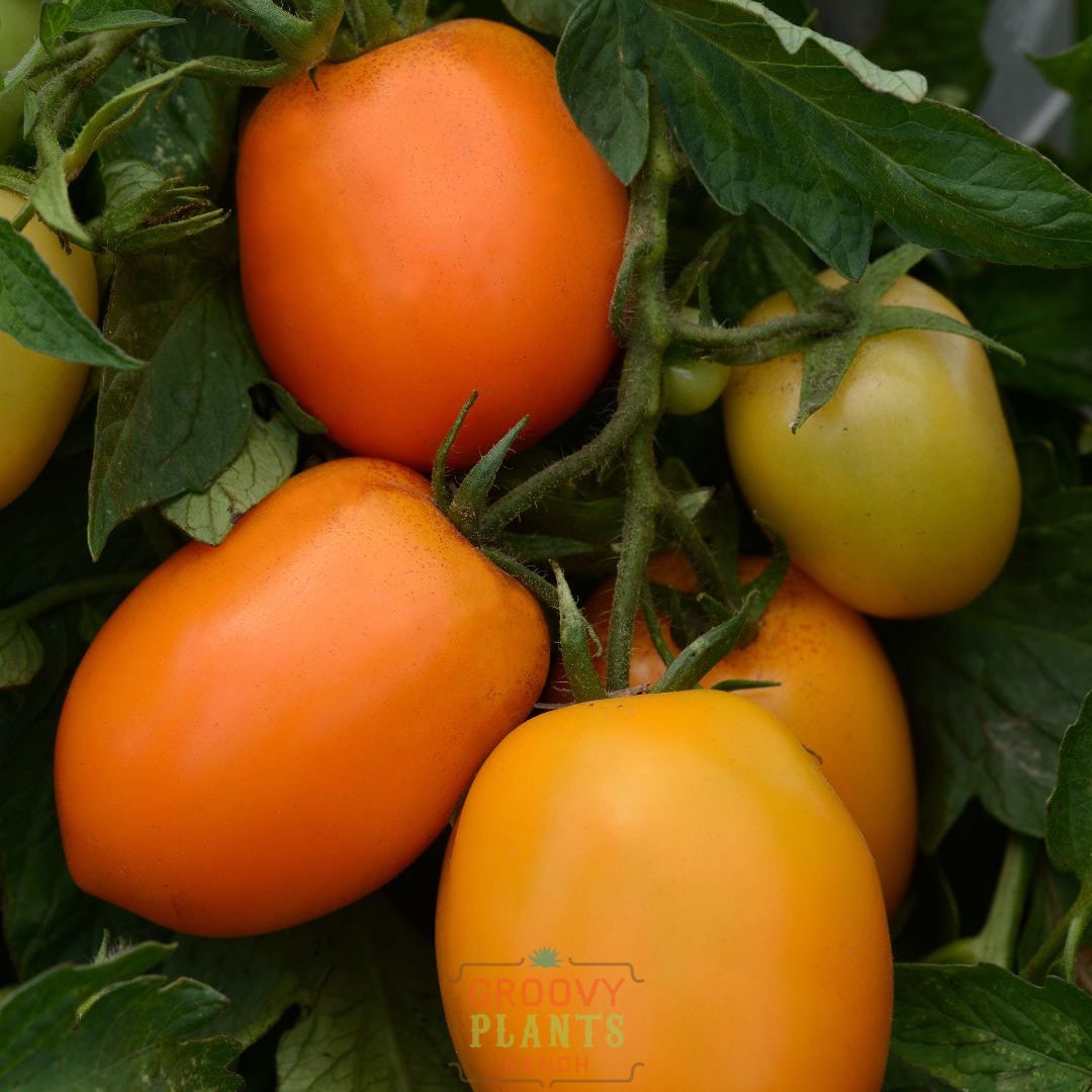 Roma Tomato 'Sunrise Sauce' ~ Trio of 3 Hefty Plants for Preorder