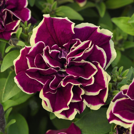 Petunia 'Radiant Ruby' ~ Trio of 3 Hefty Plants for Preorder