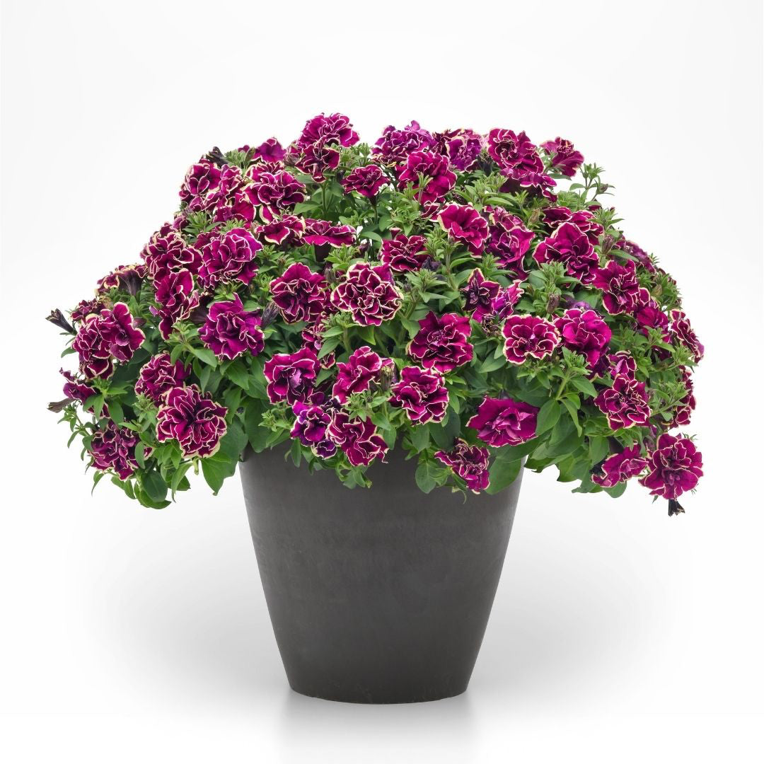 Petunia 'Radiant Ruby' ~ Trio of 3 Hefty Plants for Preorder