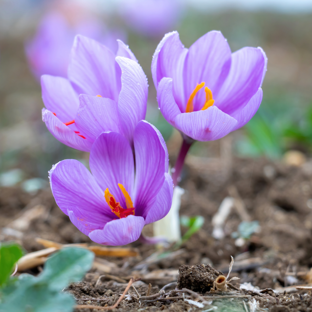 Saffron Crocus