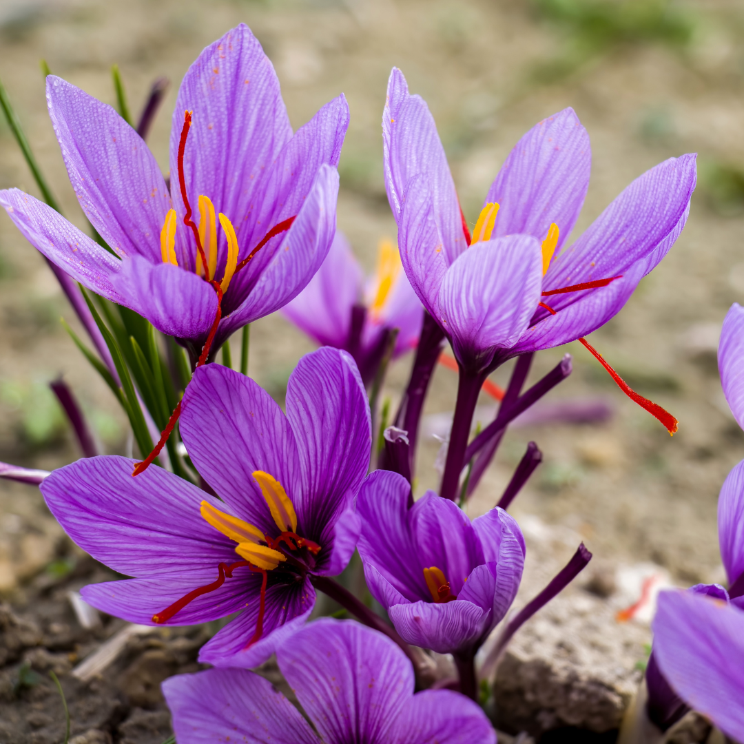 Saffron Crocus