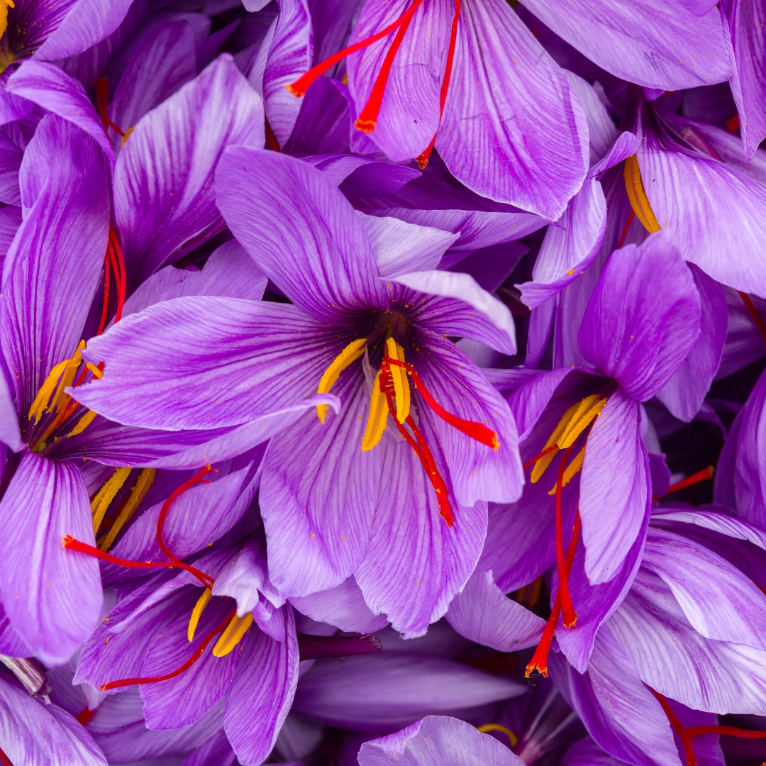 Saffron Crocus