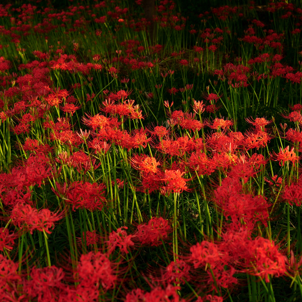Red Spider Lily - 3 Bulbs