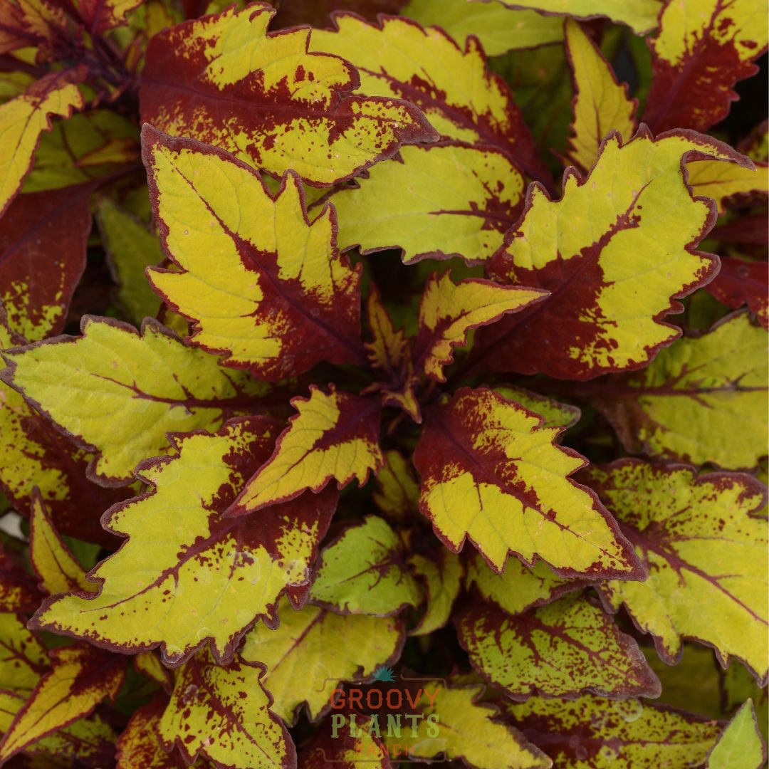 Coleus 'Spiced Curry' ~ Trio of 3 Hefty Plants for Preorder