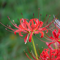 Red Spider Lily - 3 Bulbs