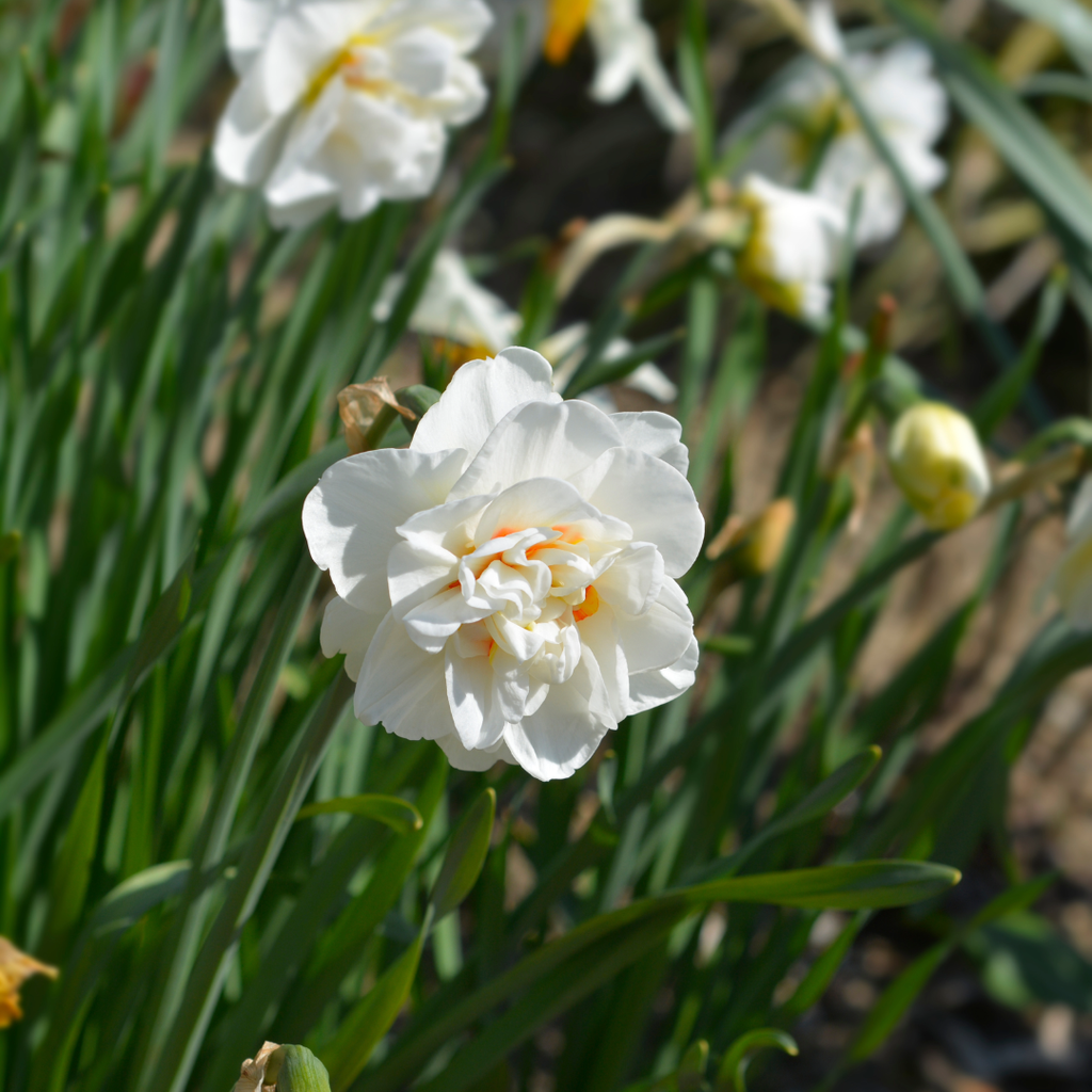 Daffodil 'Flower Drift'