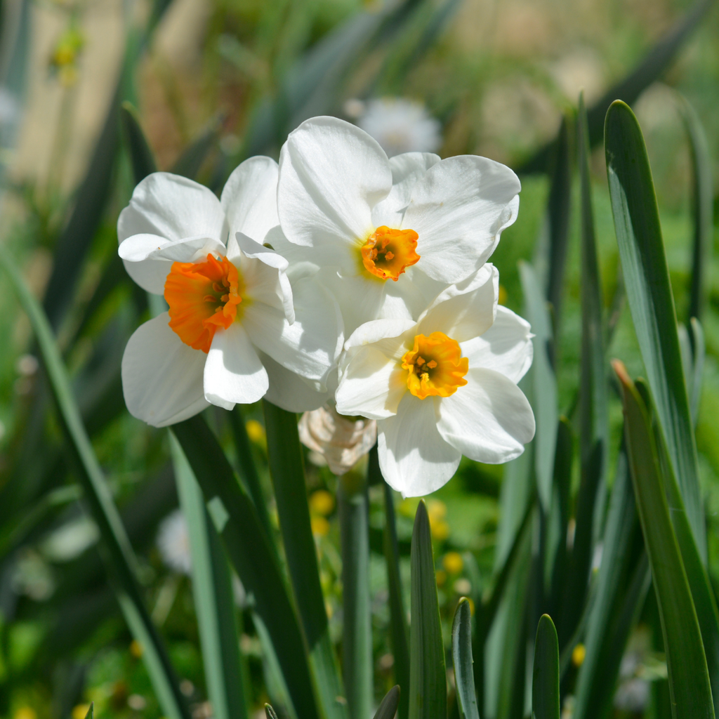Daffodil 'Geranium'