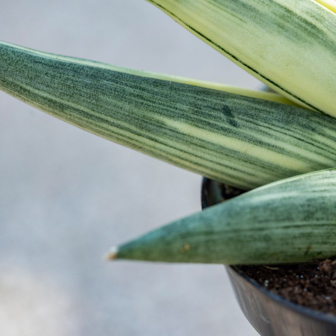 Variegated Starfish Snake Plant