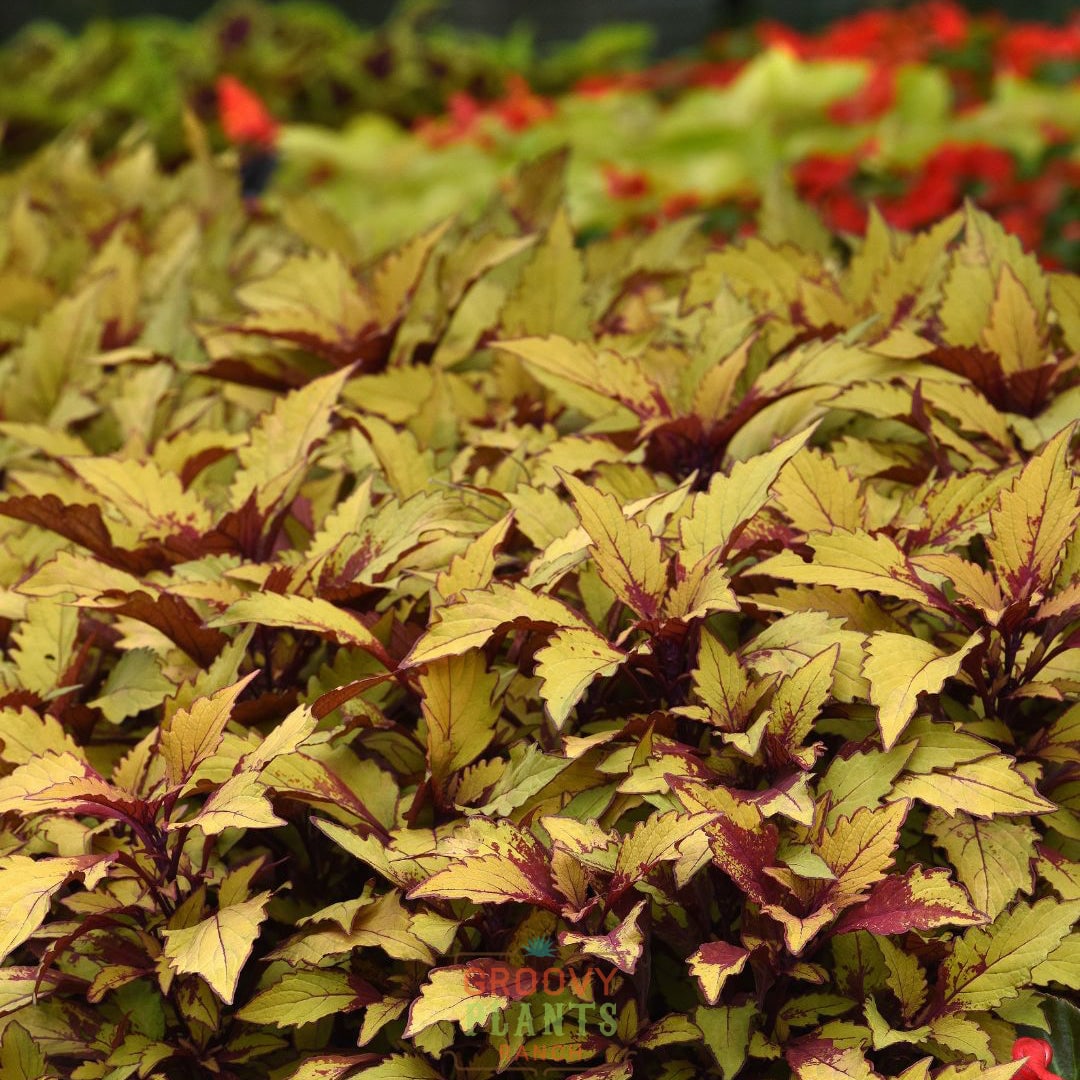 Coleus 'Spiced Curry' ~ Trio of 3 Hefty Plants for Preorder
