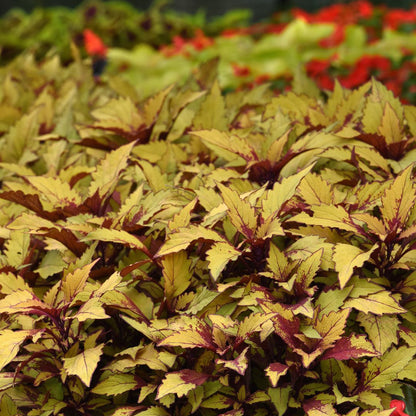 Coleus 'Spiced Curry' ~ Buffet of 24 Hefty Plants for Preorder