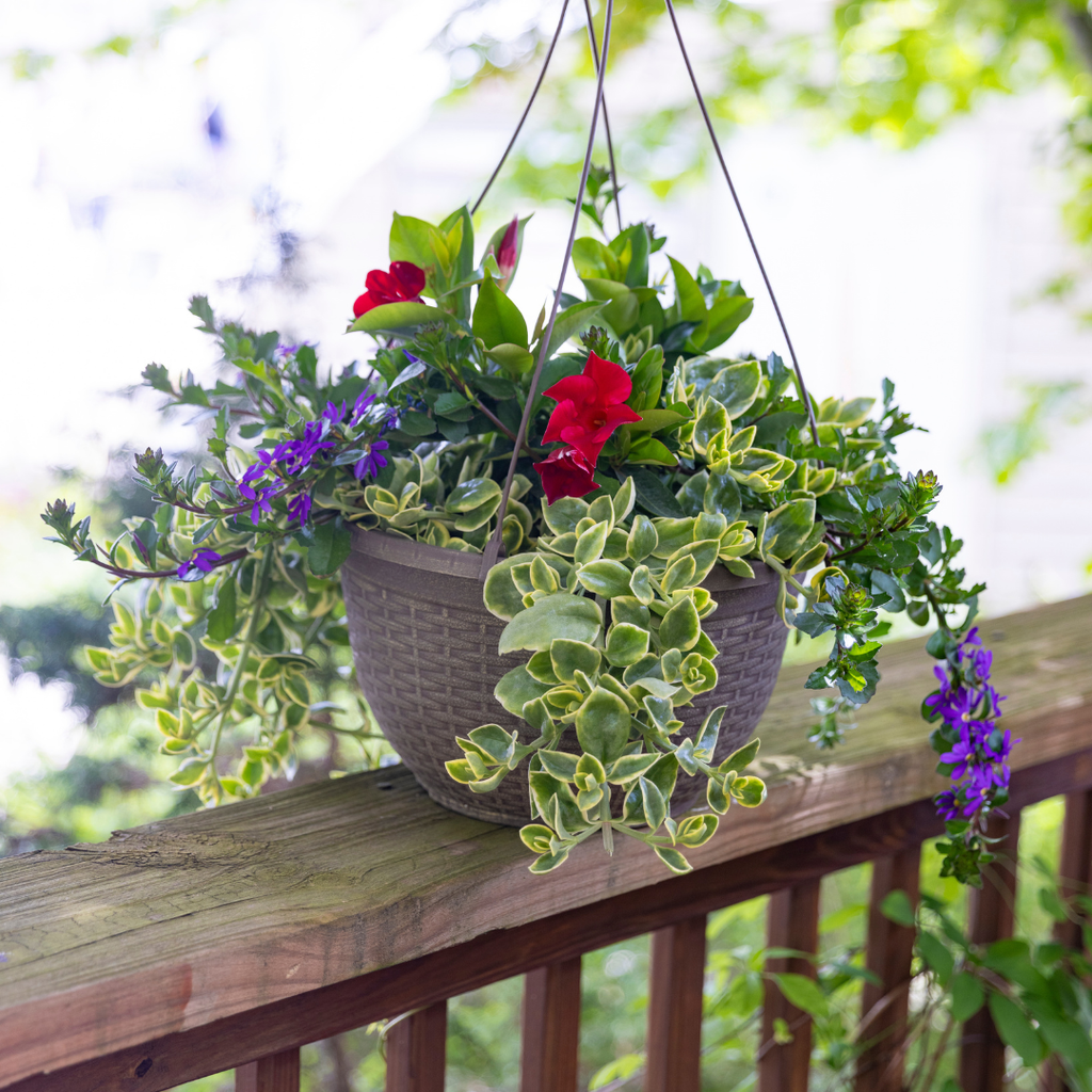 Summer Sentinel Hanging Basket - Red