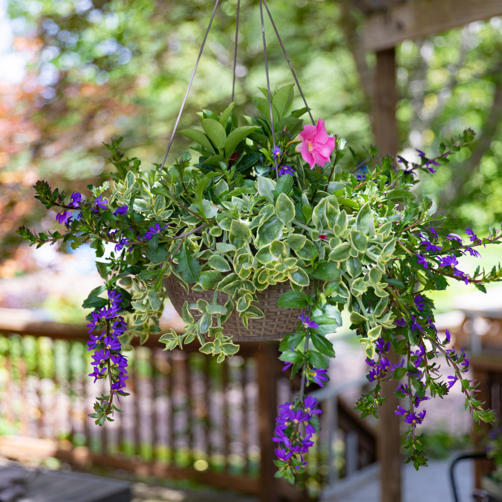 Summer Sentinel Hanging Basket - Pink