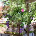 Summer Sentinel Hanging Basket - Pink