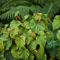 Ohio-Hardy Begonia grandis
