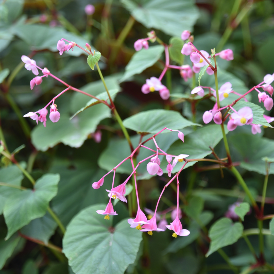 Ohio-Hardy Begonia grandis