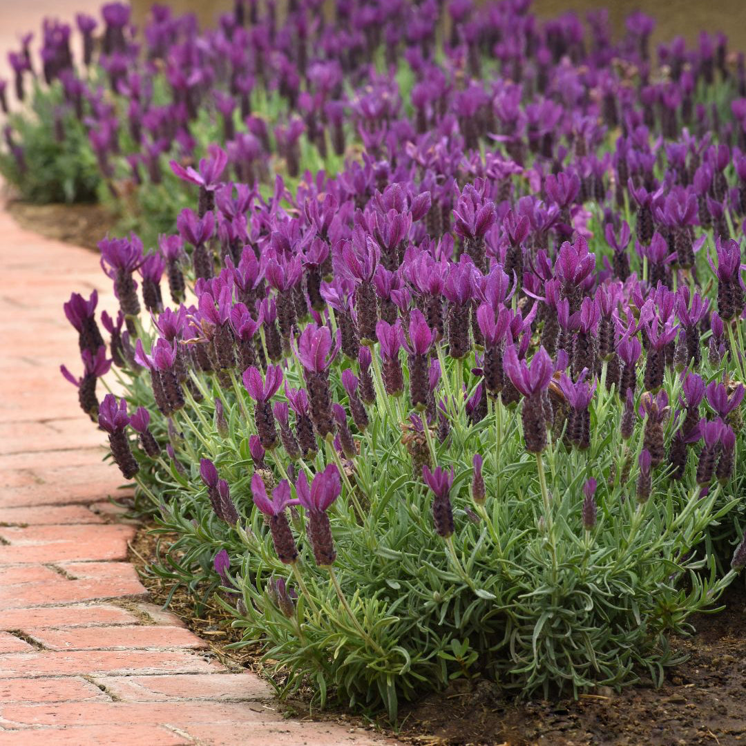 Spanish Lavender 'Alluring Amethyst'