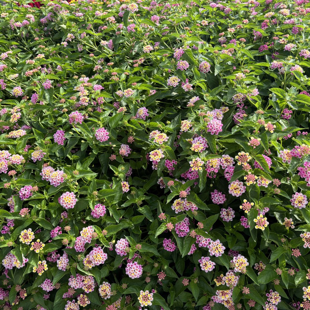 Lantana Bandolista™ Pink Lemonberry