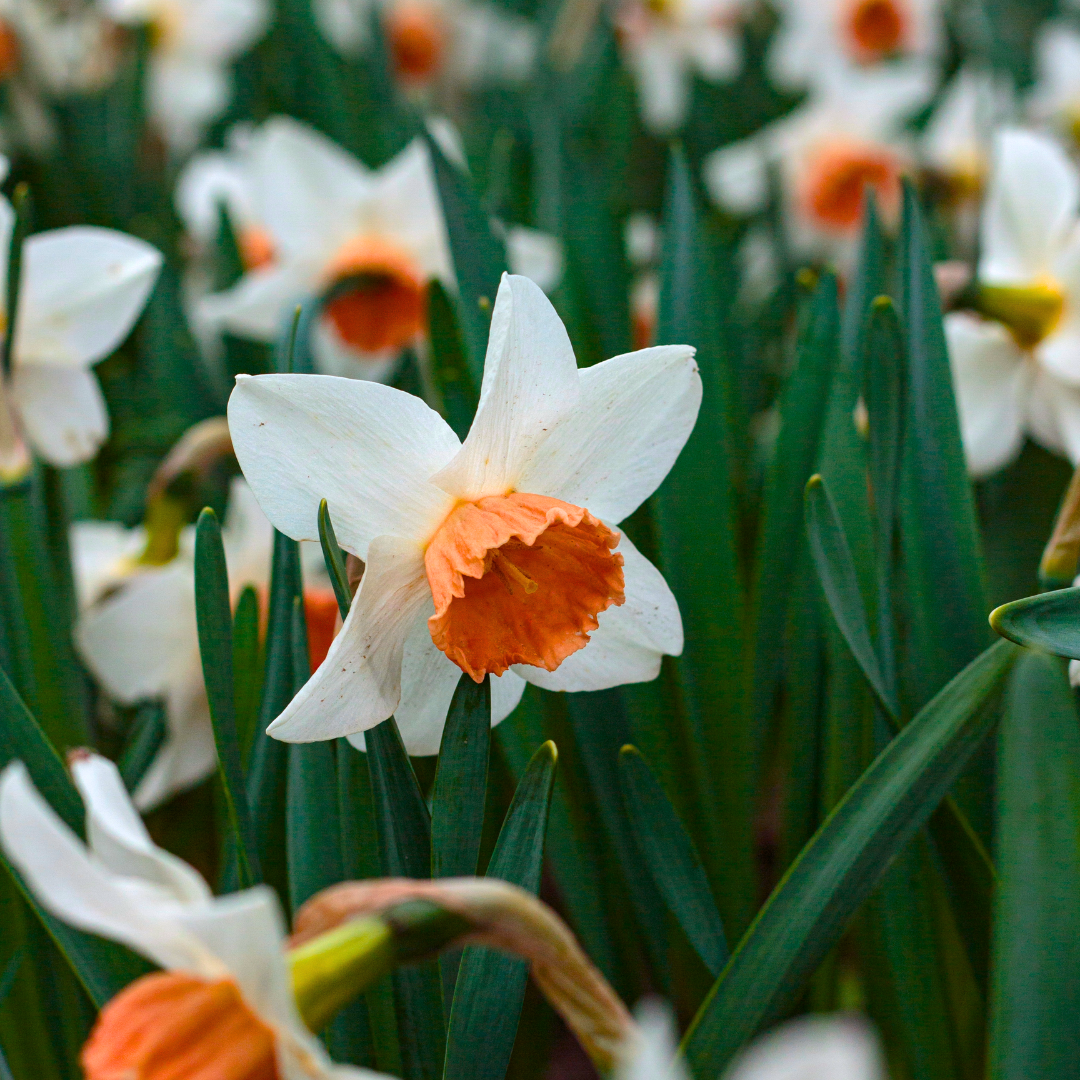 Daffodil 'Pink Charm'