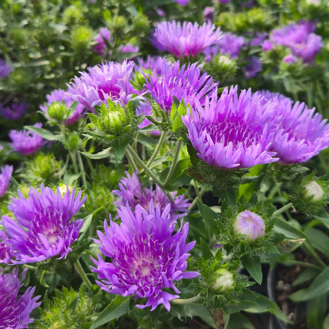 Stokesia 'Peachie's Pick'