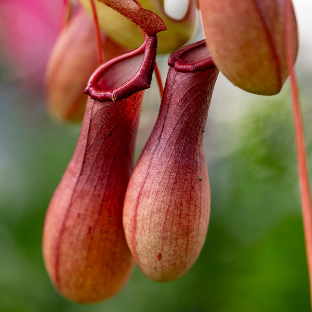 Nepenthes 'Alata' Pitcher Plant