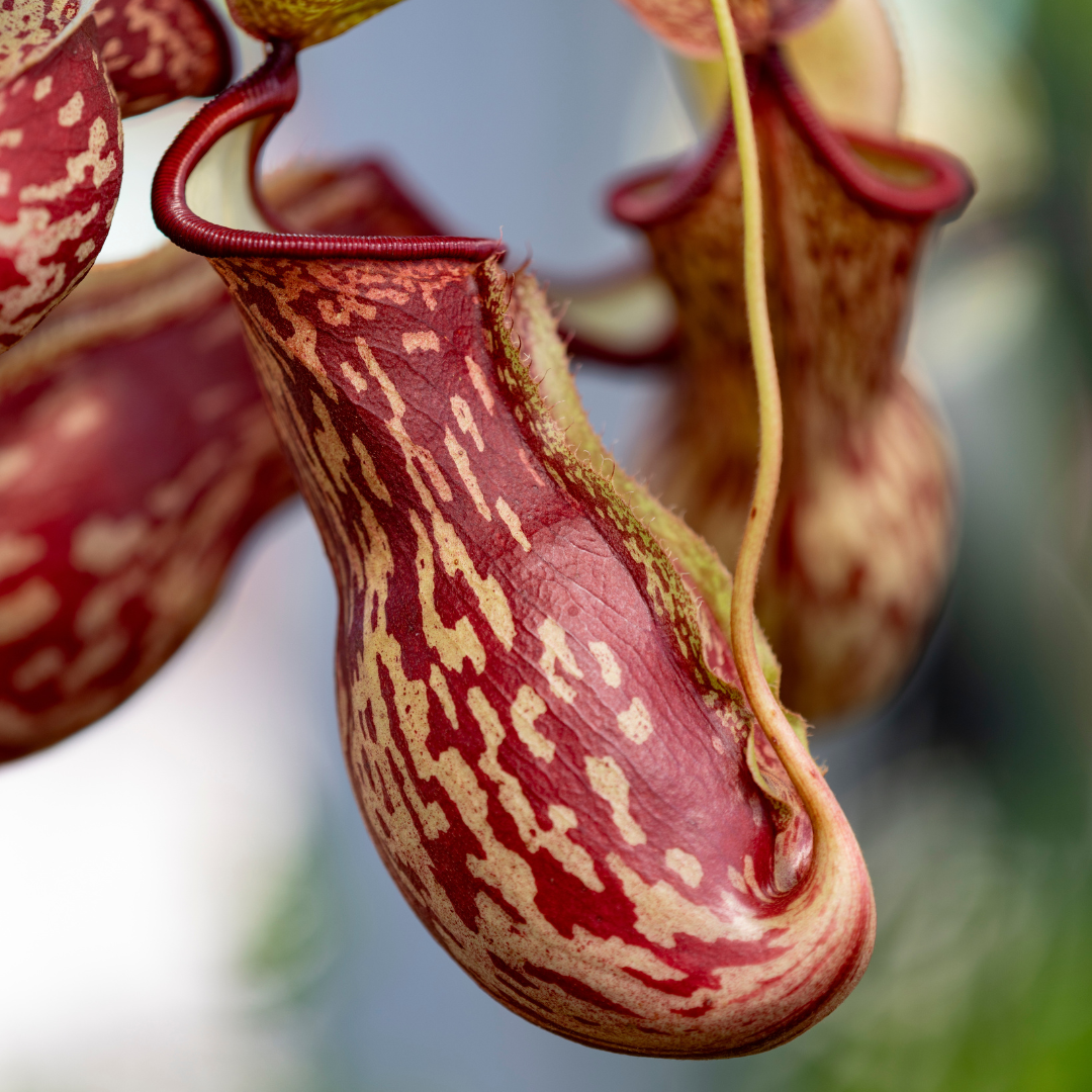 Nepenthes 'Gaya' Pitcher Plant