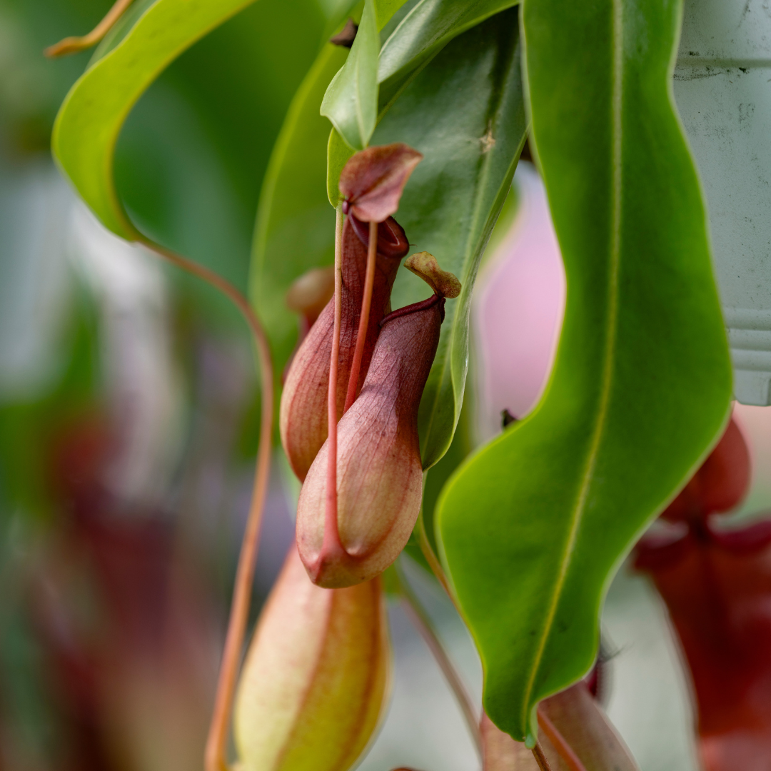 Nepenthes 'Alata' Pitcher Plant