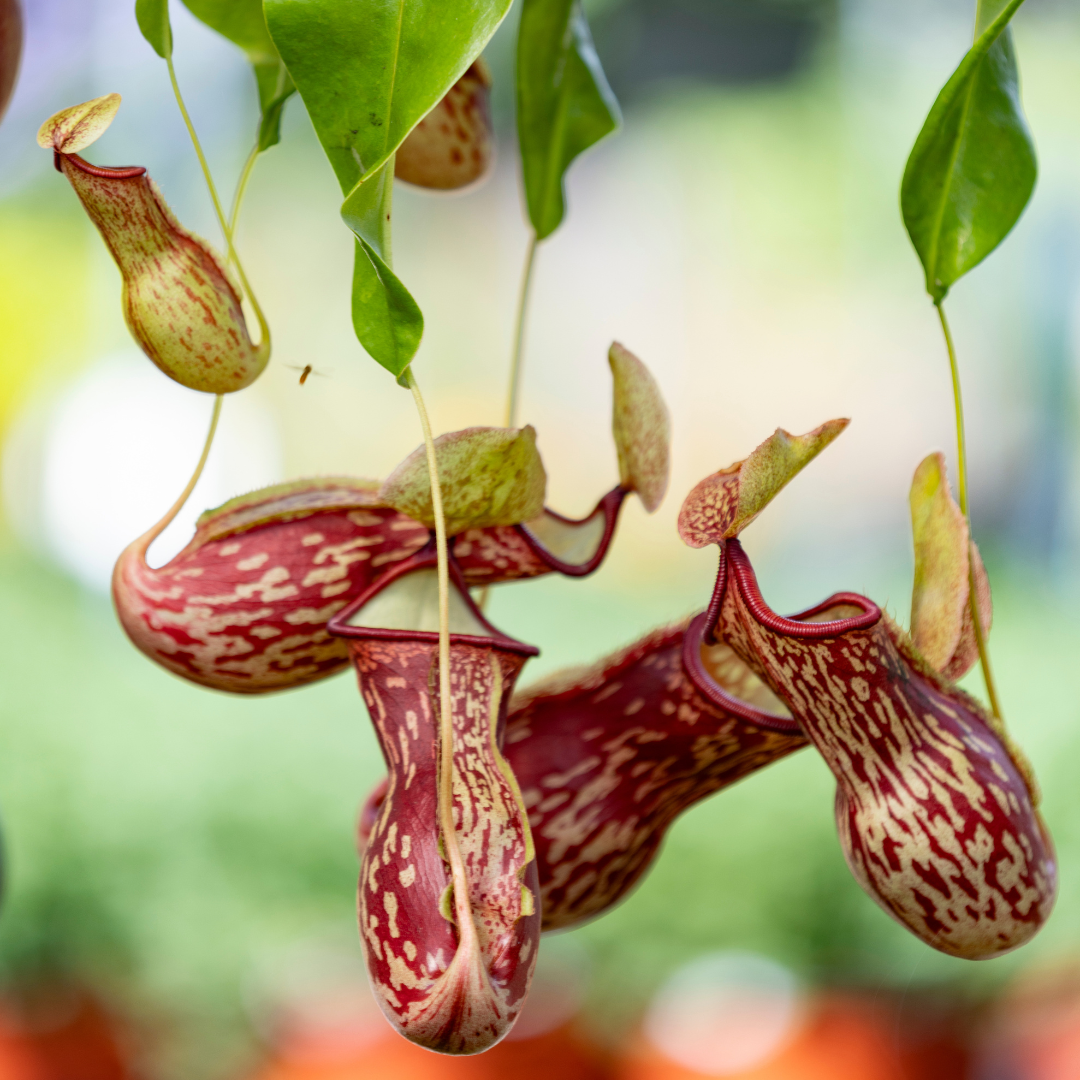 Nepenthes 'Gaya' Pitcher Plant