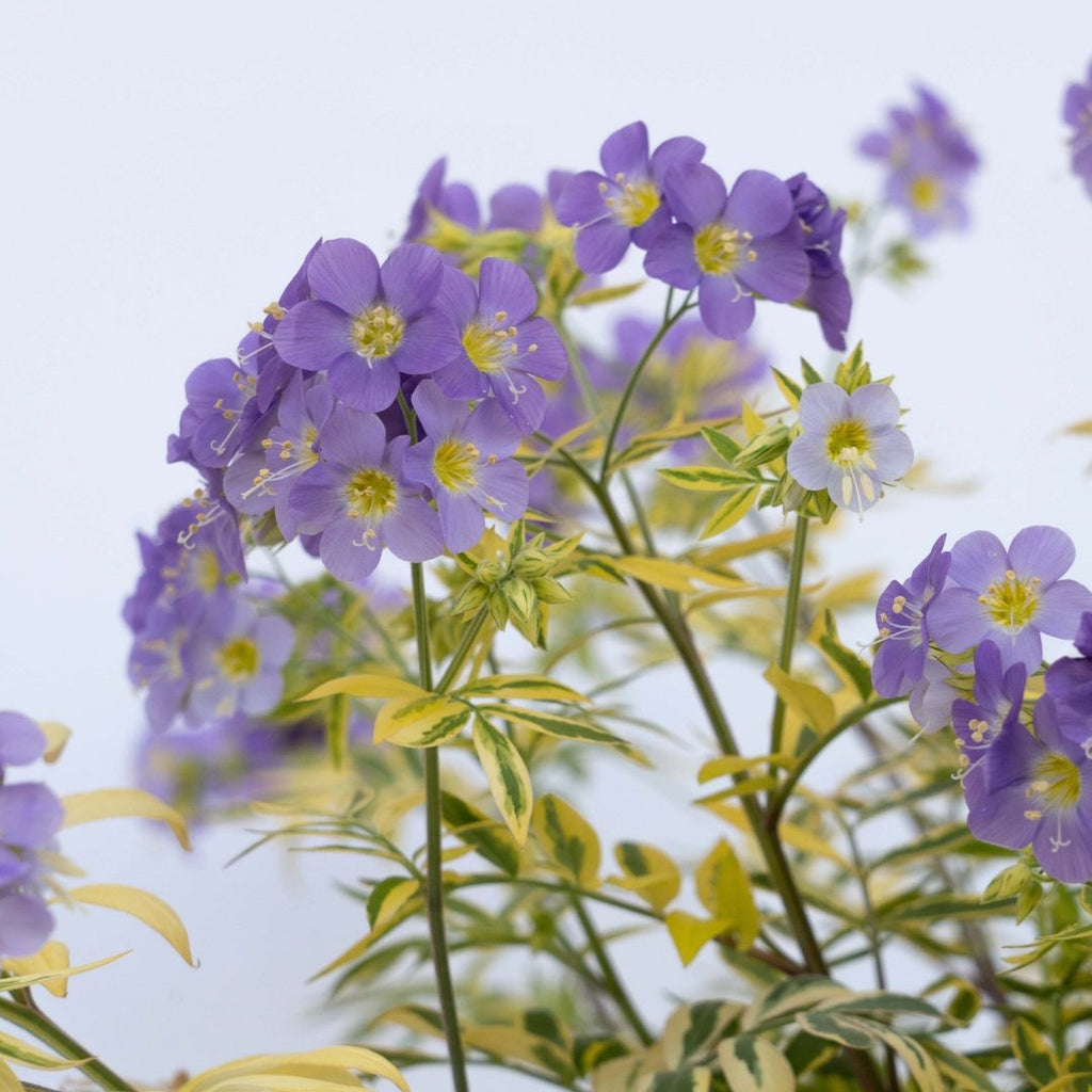 Jacob's Ladder 'Golden Feathers'