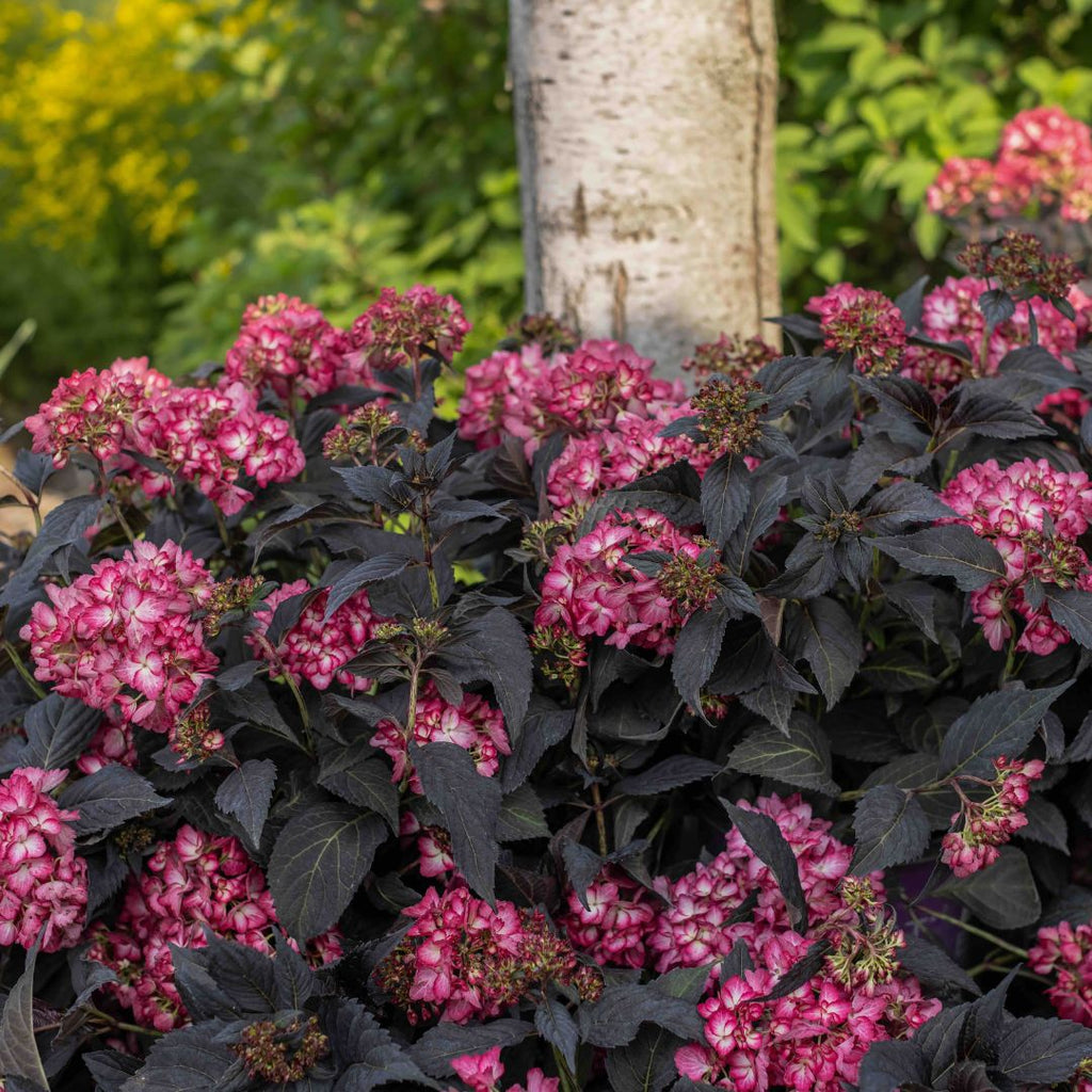 Eclipse® Bigleaf Hydrangea - 3