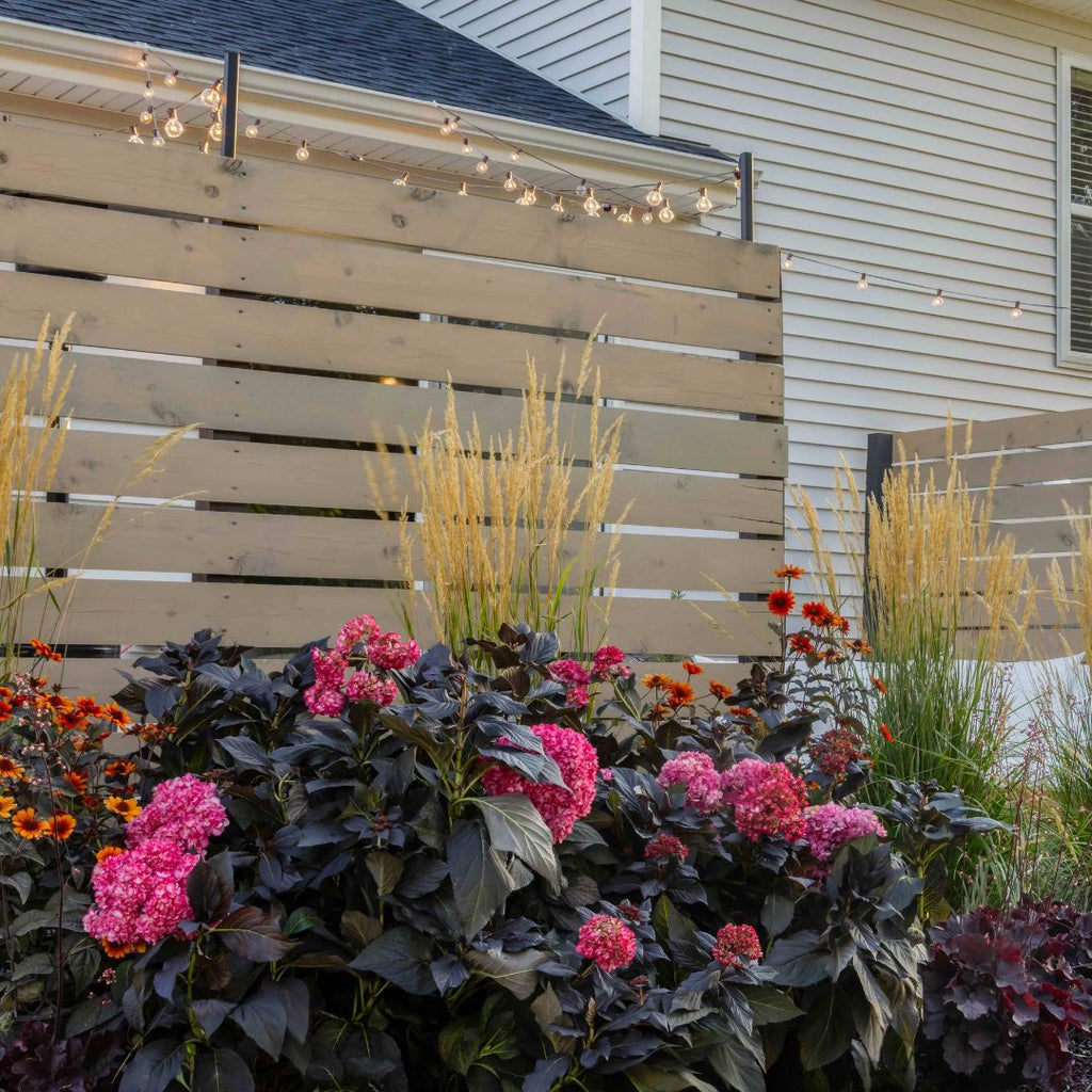 Eclipse® Bigleaf Hydrangea - 3