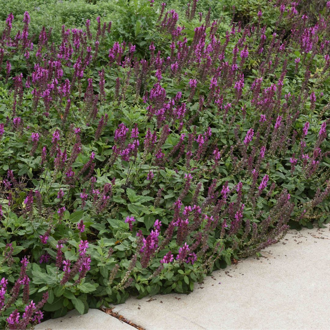 Easy Breezy Sun Lover Garden ~ 9 Hefty Plants for Preorder