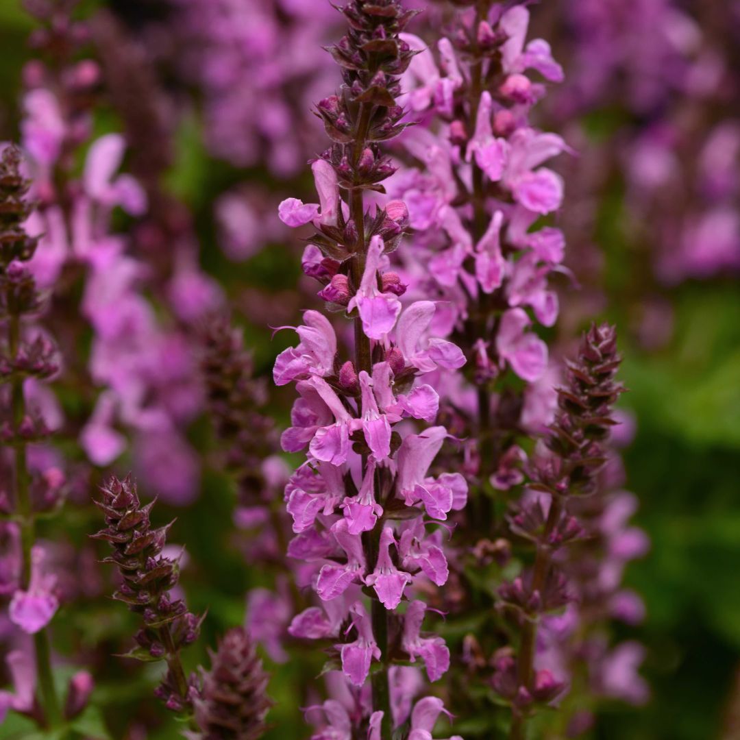 Easy Breezy Sun Lover Garden ~ 9 Hefty Plants for Preorder