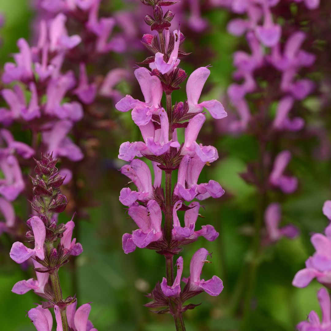 Salvia 'Rose Marvel'