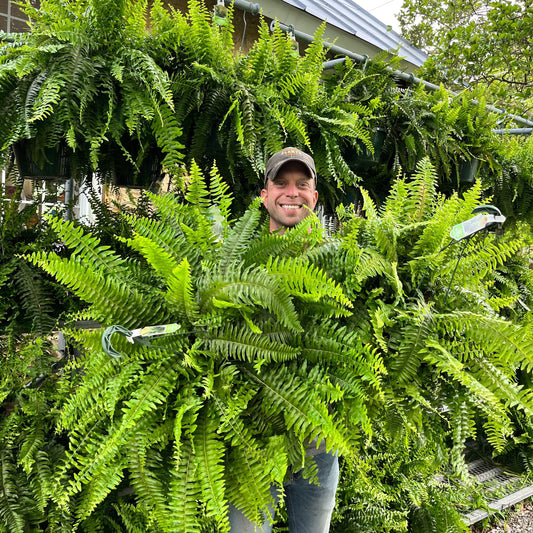 Boston Fern ~ Hefty Hanging Basket for Preorder