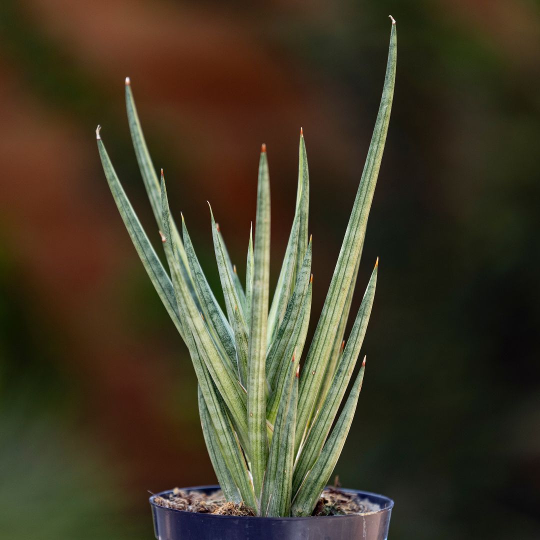 Variegated Silver Torch Snake Plant