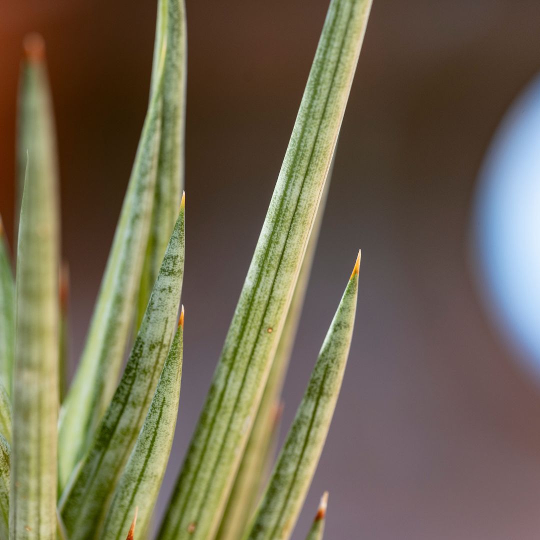 Variegated Silver Torch Snake Plant