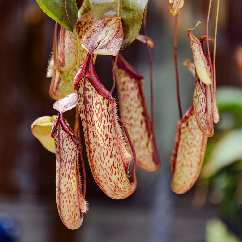 Nepenthes 'Miranda' Pitcher Plant