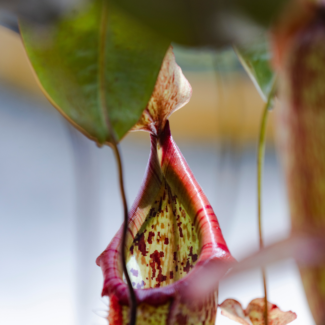 Nepenthes 'Miranda' Pitcher Plant
