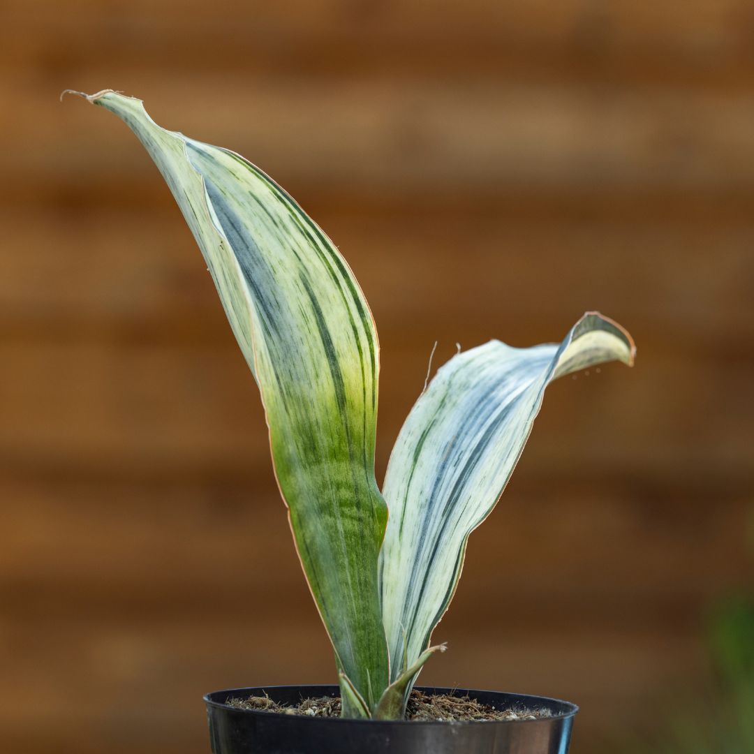 Variegated Whale Fin Snake Plant