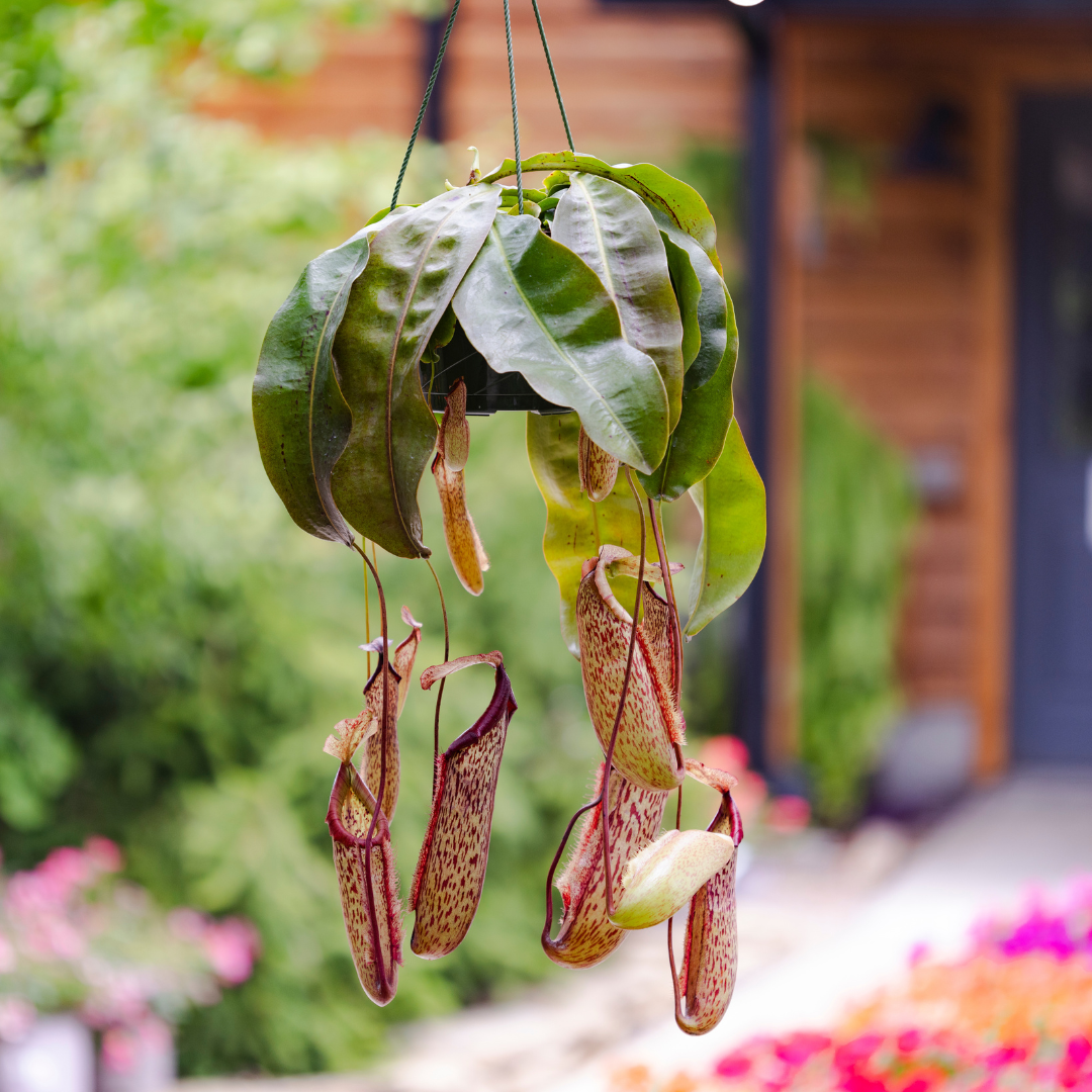 Nepenthes 'Miranda' Pitcher Plant